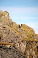 Crag Fell, Herdwick Wall Art, Bowscale Fell, Blindcrake, Herdwick Sheep Acrylic Paintings, Blencathra, Slate Fell, Lakeland Herdy Artworks, Herdwick Drawings, Red Pike (Wasdale), Herdy Sketches, Meal Bank, Thunacar Knott, Herdwick Sheep, Crooklands, Selside Pike, Roosebeck, Sandside, Froswick, Maiden Moor, Glassonby, Broughton, Wandope, Walla Crag, Bromfield, Herdwick, Herdy Sketch,  Lake District, Cumbria.