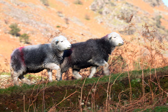 Wythburn Field Lakeland Sheep