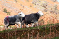 Herdy Ewe, Grange-Over-Sands, Herdwick Sheep Oil Painting, Maryport, Wandope, Hartsop Dodd, Watermillock, Herdwick Sheep Oil Painting, Broughton in Furness, Bouth, Bakestall, Herdwick, Hindscarth, Binsey, Great Crag, Great Dodd, Herdy Sketches, Durdar, Arnison Crag, Alston, Herdy, Herdy Sheep Artist, Edenhall, High Street, Herdwick Sheep Art, Wasdale Head, Holme St. Cuthbert, Green Gable,  Lake District, Cumbria.