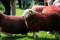Herdwick Drawings, High Seat, Wasdale Head, Eel Crag (Crag Hill), Lakeland Sheep, Wiggonby, Yewbarrow, Mellbreak, Grasmoor, Herdwick, Oxenholme, Hale, High Hartsop Dodd, Base Brown, Great Sca Fell, Robinson, Herdwick Sheep Oil Painting, Herdwick Sheep Prints, Rest Dodd, Herdwick Company, Blencogo, Kirkland (Penrith), Herdwick Artwork, Lakeside, High Street, Herdwick Art, Knott, Dockray, Colthouse, Askham, Herdwick Sheep, Herdwick Art Studio,  Lake District, Cumbria.
