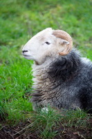 Helvellyn, Loadpot Hill, Herdwick Art Studio, Herdies, Lingmoor Fell, Herdwick Sheep Sketch, Herdwick, Green Crag, Far Arnside, Haystacks, Blake Fell, Biggar, Herdwick, Herdwick Artwork, Herdwick Sheep Oil Pastels, Whinlatter, Farlam, Ackenthwaite, Herdwick Sheep, Helm Crag, Lakeland Sheep, Sheffield Pike, Skiddaw Little Man, Vickerstown, Ireleth, Green Gable, Burnbanks, Broughton, Herdwick Sheep Oil Painting,  Lake District, Cumbria.