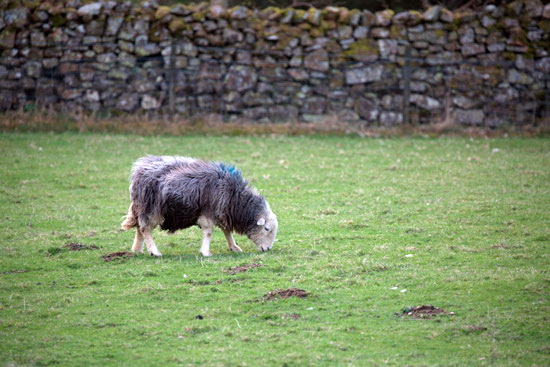 Rest Dodd Farm Lake district Sheep