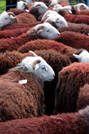 Allen Crags Herdwick