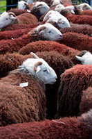 Starling Dodd, Hindscarth, Colton, Lakeland Herdy Artworks, Holme St. Cuthbert, Mixed-Media Herdy Art, Heron Pike, Nateby, Kendal, Hutton Roof, Great Ormside, Herdwick Wall Art, Middleton, High Crag, Farlam, Herdwick Sheep Art, Herdy Sketches, Portinscale, Herdwick Sheep, Watermillock, Herdy Sketch, Maiden Moor, Thursby, Whin Rigg, Herdwick Sheep Prints, Steel Fell, Kirk Fell, Kidsty Pike, Graystones, Herdy Art,  Lake District, Cumbria.