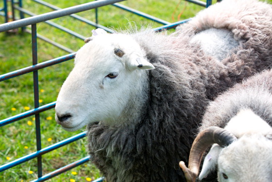 Cleator Moor Valley Lakeland Sheep - Lakeland Photos - Art Prints Cleator Moor Valley Lakeland Sheep