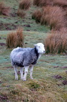 Aikton, Herdy, Nateby, Black Fell, Burnbank Fell, Troutbeck Tongue, Blencarn, Grey Friar, Hayton (Aspatria), Arnside, Herdwick Sheep Prints, Catbells, Herdy Wall Art, Herdwick, Gleaston, Asby (Workington), Lakeland Sheep, Herdwick Sheep Acrylic Paintings, Grange Fell, Hayton (Brampton), Steel Fell, Lakeland Herdy Artworks, Broom Fell, Herdwick, Glenridding Dodd, Dove Crag, Great Broughton, Mixed-Media Herdy Art,  Lake District, Cumbria.