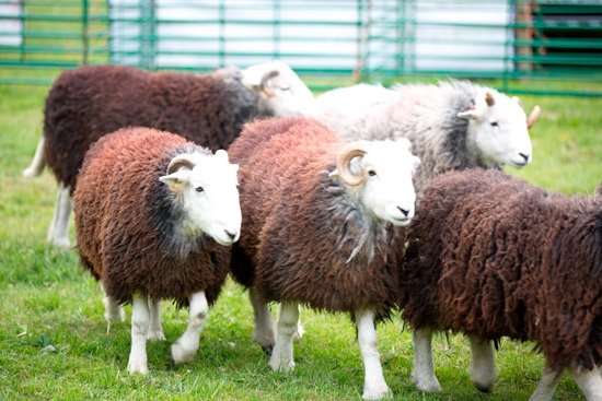 Appleby-in-Westmorland Farm Herdwick Sheep - Lakeland Photos - Art Prints Appleby-in-Westmorland Farm Herdwick Sheep