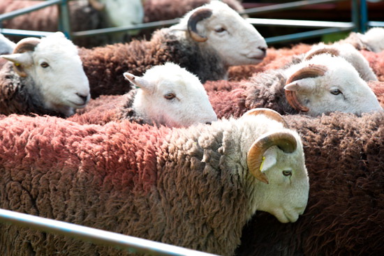 Lowick Herdwick Sheep