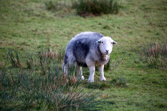 Newbiggin-on-Lune Farm Lake district Sheep - Lakeland Photos - Art Prints Newbiggin-on-Lune Farm Lake district Sheep