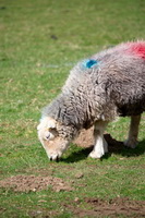 Grisedale Pike, Skirwith, Meal Fell, Herdwick Sheep Prints, Appleby-in-Westmorland, Loadpot Hill, Herdwick, Herdwick Sheep Oil Pastels, Slate Fell, Herdy Sheep Artist, Lindal in Furness, Aspatria, Base Brown, Herdwick Artwork, Herdwick Wall Art, Herdwick Sheep Art, Steel Fell, Dent, Holme Fell, Dalston, Hartsop, Herdwick Sheep Oil Painting, Herdwick Sheep Acrylic Paintings, Winster,  Lake District, Cumbria.