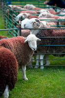 Grange Fell, Knott, The, Raise, Herdy Sketches, Herdwick, Lakeland Sheep, Sheffield Pike, Loughrigg Fell, Barrow, Herdwick Sheep Art Studio, Harter Fell, Eskdale, Lakeland Herdy Artworks, Herdy Sketch, Herdwick Drawings, Aldingham, Hartsop above How, Herdwick Sheep Art, Corney, Rydal, Crosthwaite, Latrigg, Herdy Sheep Artist, Great Strickland, Arlecdon, Herdy Ewe, Black Fell, Buttermere, Broughton Beck, Herdwick Artwork, Far Arnside,  Lake District, Cumbria.