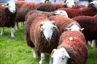 Bardsea, Knott Rigg, Carl Side, Pennington, High Hesket, Herdy Wall Art, Firbank Fell, Herdwick Sheep Oil Painting, Herdwick Sheep Sketch, Branstree, Herdy Art, Herdy Sketches, Bampton Grange, Herdwick, Mellbreak, Broughton Beck, Barrows Green, Ireleth, Great Gable, Herdwick Drawings, Cotehill, Rockcliffe, Great Mell Fell, Herdwick Sheep Oil Pastels, Herdwick, Rosthwaite Fell,  Lake District, Cumbria.