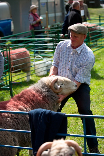 Arkleby Valley Lakeland Sheep