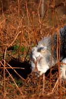 Herdwick Wall Art, Whiteside, St. Bees, Walla Crag, Milburn, Old Town, Bridekirk, Sale Fell, Herdwick Sheep Acrylic Paintings, Herdy Sheep Artist, Herdies, Silver How, Cumwhinton, Hartsop above How, Herdy Art, Haverigg, Tarn Crag (Easedale), Herdy Sketch, Slight Side, Cliburn, Barrow, Dacre, Glaramara, Herdwick Sheep Prints, Burgh by Sands, Finsthwaite, Burnbanks, Herdy Wall Art, Mixed-Media Herdy Art,  Lake District, Cumbria.