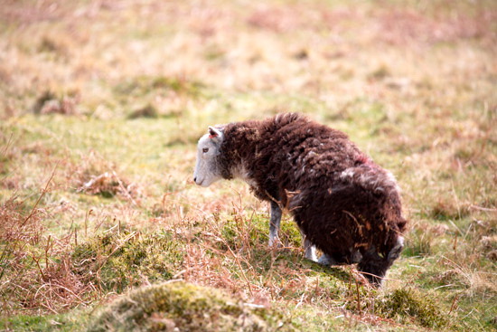 Great Dodd Lake district Sheep