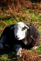 Herdy Sketch, Little Asby, Nethermost Pike, Herdwick, Brigham, Bannerdale Crags, Finsthwaite, Dow Crag, High Rigg, Herdwick Drawings, The Nab, Glassonby, Herdy Ewe, Herdies, Thunacar Knott, Hartsop above How, Drigg, High Street, Great Asby, Herdwick, Crosthwaite, Croglin, Herdwick Artwork, Black Fell, Angletarn Pikes, Caw Fell, Herdy Art, Middleton, Whitbeck, Cold Pike,  Lake District, Cumbria.