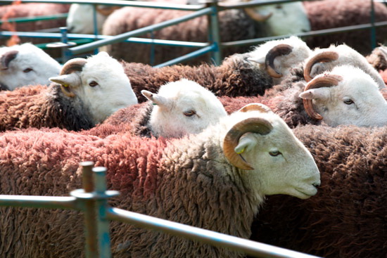 Wreay (Carlisle) Valley Lake district Sheep