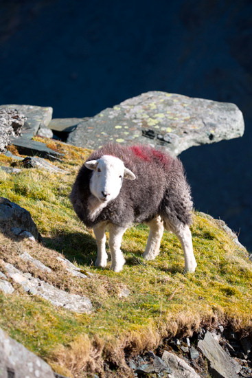 Ling Fell Field Herdwick