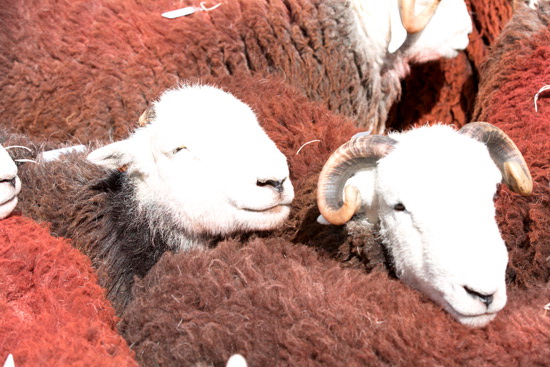 The Nab Herdwick Sheep - Lakeland Photos - Art Prints The Nab Herdwick Sheep