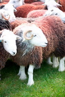 Lakeland Herdy Artworks, Herdy Wall Art, Barrows Green, Herdwick Sheep Art Studio, Herdy Ewe, Barf, Herdwick Sheep Sketch, Herdwick Sheep Acrylic Paintings, Catstycam, Red Pike (Buttermere), Piel Island, Herdwick Artwork, Herdies, Herdwick, Herdy Sketch, Ullock Pike, Herdwick Drawings, Leasgill, Soulby (Penrith), Dovenby, Herdwick Sheep Prints, Hindscarth, Lowick, Lank Rigg, Stone Arthur, Steeple, Witherslack, Asby (Workington),  Lake District, Cumbria.