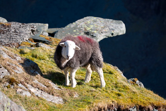 Talkin Field Lake district Sheep - Lakeland Photos - Art Prints Talkin Field Lake district Sheep
