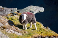 Bonscale Pike, Pavey Ark, Red Pike (Buttermere), Herdwick, Herdy Wall Art, Bothel, Herdies, Kirkoswald, Buttermere, Lakeland Herdy Artworks, Herdy Sheep Artist, Cark (Cartmel), Selside Pike, Herdwick, Hallin Fell, Herdwick Sheep Oil Painting, Herdwick Sheep, Knott, Stonethwaite, Rottington, Mixed-Media Herdy Art, Little Langdale, Glenridding, Caudale Moor, Herdwick Sheep Sketch, Herdy, Dove Crag, Herdwick Wall Art, Great Gable, Helvellyn,  Lake District, Cumbria.