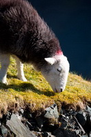 Pike of Blisco, Ireby, Herdwick Artwork, Herdwick, Herdy Art, Dow Crag, Glassonby, Ard Crags, Orthwaite, Lowick, Herdwick Sheep Prints, Mixed-Media Herdy Art, Herdwick Sheep Oil Painting, High Street, Eamont Bridge, Herdy, Bewaldeth, Great Mell Fell, Rydal, Herdwick Drawings, Hart Crag, Herdwick Sheep Art Studio, Herdies, Mungrisdale, Herdwick Sheep Oil Painting, Castle Carrock, The Nab, Pooley Bridge, Broughton in Furness, Seatoller, Mungrisdale Common, Herdy Sheep Artist, Longlands Fell, Scar Crags,  Lake District, Cumbria.