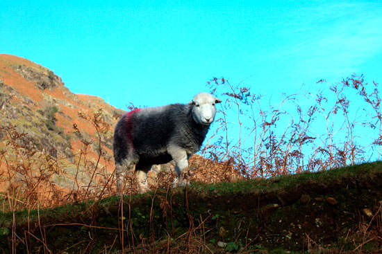 Wetherlam Valley Herdwick - Lakeland Photos - Art Prints Wetherlam Valley Herdwick