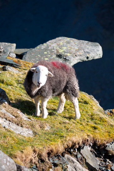 Westnewton Farm Lakeland Sheep