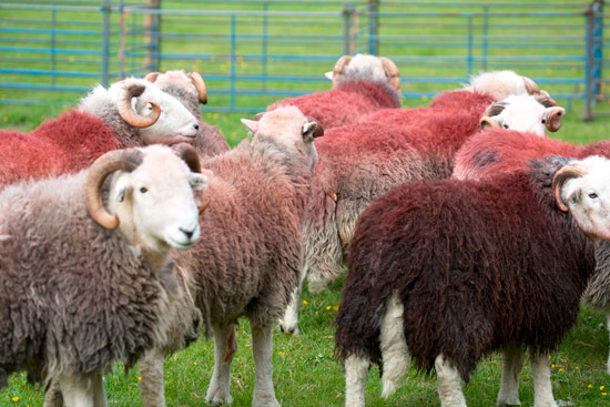 Sallows Farm Lake district Sheep - Lakeland Photos - Art Prints Sallows Farm Lake district Sheep
