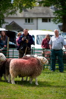 Herdwick Sheep, Blencathra, Broughton in Furness, Kentmere, Herdy Sketches, Aglionby, Steel Fell, Long Side, Lakeland Herdy Artworks, Longtown, Herdwick Sheep Oil Pastels, Whitehaven, Herdies, Herdwick Sheep Art, Birker Fell, Plumbland, High Pike (Scandale), Herdwick Drawings, Herdy Sheep Artist, Bewaldeth, Holme Fell, Lingmoor Fell, Bouth, Mixed-Media Herdy Art, Blea Rigg, Herdwick Sheep Art Studio, Greendale, Sour Howes, Yoke,  Lake District, Cumbria.
