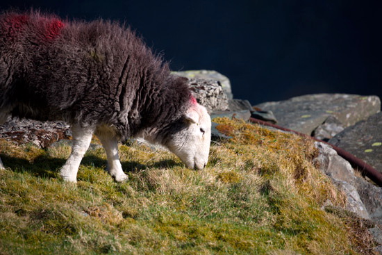 Bowscale Herdwick