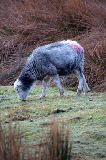 Great Calva Herdwick - Lakeland Photos - Art Prints Great Calva Herdwick
