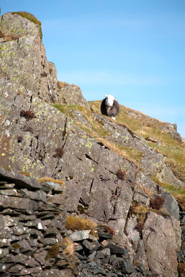 Ard Crags Farm Herdwick Sheep