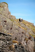 Blea Rigg, Armboth Fell, High Bankhill, Asby (Workington), Nenthead, Herdwick Artwork, Binsey, High Pike (Scandale), Hart Side, Herdy Art, Herdy Sketches, Cark (Cartmel), Burgh by Sands, Grasmere, Lakeland Sheep, Herdwick Sheep Art Studio, Mellbreak, Hutton Roof, Herdwick Sheep Acrylic Paintings, Herdy Ewe, Cumwhinton, Broughton, Mixed-Media Herdy Art, Great Mell Fell,  Lake District, Cumbria.