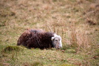 Grasmoor, Lakeland Herdy Artworks, Swinside, Kirkhouse, Glaramara, Herdwick Sheep Prints, Herdwick Sheep Oil Pastels, Ullscarf, Sedgwick, Kentmere, Bolton, Knott, The, Herdy Art, Steeple, Herdwick Wall Art, Slate Fell, Haverthwaite, Waberthwaite, Steel Fell, Herdwick Sheep Oil Painting, Haystacks, Kirkbride, Herdwick, Kirkland (Frizington), Herdwick Sheep Acrylic Paintings, Tarn Crag (Easedale), Herdy Ewe, Sallows, Isle of Walney,  Lake District, Cumbria.