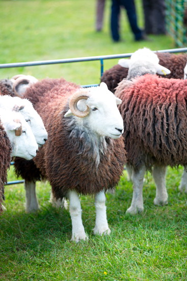 Knott Rigg Herdwick
