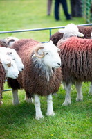 Uldale, Herdy Sketch, Grayrigg, High Pike (Scandale), Herdwick, Herdwick Sheep Sketch, Embleton, Herdy Sketches, Maiden Moor, Aspatria, Walton, Herdwick Sheep Prints, Loadpot Hill, Ulverston, Isle of Walney, Herdwick Sheep Acrylic Paintings, Place Fell, Herdwick Wall Art, Herdwick, Holme Fell, Cartmel, Haystacks, Gavel Fell, Patterdale, Sale Fell, Lakeland Herdy Artworks, Longlands, Herdy Art,  Lake District, Cumbria.