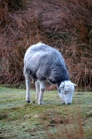 Ill Bell, Herdy Wall Art, Herdwick Artwork, Bowscale, Herdwick Sheep Art Studio, Aldingham, Herdwick Sheep Oil Painting, Tirril, Herdwick Drawings, Askham, Lakeland Sheep, Edenhall, Herdwick Wall Art, Brampton (Carlisle), Cliburn, Hartsop Dodd, Herdy Sheep Artist, Brandreth, Herdwick, Braithwaite, Herdy Sketch, Knott, The, Binsey, Bonscale Pike, High Raise, Herdwick Sheep Art, Green Crag, Thunacar Knott,  Lake District, Cumbria.