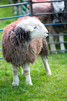 Burnbanks, Crinkle Crags, Great Crag, Herdy Wall Art, Herdwick, Dendron, Colthouse, Broughton Beck, Herdy Sketch, Colby, Wether Hill, Birker Fell, Herdwick Sheep Art, Lank Rigg, Pike of Blisco, Herdwick, Lakeland Herdy Artworks, Rosthwaite (Keswick), Brampton (Carlisle), Helm Crag, Herdy Ewe, Herdwick Wall Art, Knott Rigg, Seathwaite (Borrowdale), Herdwick Sheep Oil Pastels, Bolton, Johnby, Herdwick Sheep Oil Painting,  Lake District, Cumbria.