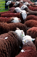 Herdwick Sheep Acrylic Paintings, Haverigg, Newton Arlosh, Catstycam, Corney, Herdy Ewe, Herdy Art, Herdwick Sheep Oil Painting, Hartsop, Cleator, Tirril, Near Sawrey, High Pike (Scandale), Herdies, High Street, Blencathra, Scafell Pike, The Nab, Lingmoor Fell, Herdwick Sheep Art, Burnbank Fell, Robinson, Lakeland Sheep, Lakeland, Threlkeld, Mixed-Media Herdy Art, Great Mell Fell, Mungrisdale Common, Herdwick Sheep Sketch, Hayton (Brampton), Herdwick, Herdwick Sheep Art Studio, Newton Reigny,  Lake District, Cumbria.