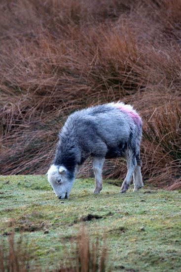 Anthorn Lake district Sheep