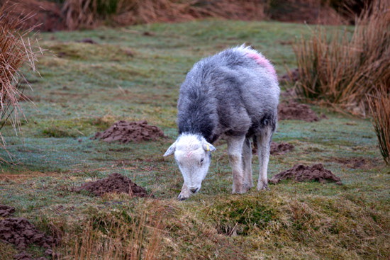Whin Rigg Field Lakeland Sheep