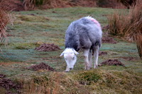 Heron Pike, Dove Crag, Herdwick Drawings, Ullock Pike, Grasmoor, Newby Bridge, Herdy Wall Art, High Rigg, Seascale, Blencow, Near Sawrey, Seathwaite Fell, Herdy Sketch, Clifton, Muncaster Fell, Moor Row, Herdwick Sheep Art Studio, Herdwick Sheep Sketch, Troutbeck Tongue, Herdwick Wall Art, Cockermouth, Westnewton, Mixed-Media Herdy Art, Bewaldeth, Haystacks, Herdy Sheep Artist, Haycock, Arkleby, Herdies, Lakeland Herdy Artworks,  Lake District, Cumbria.