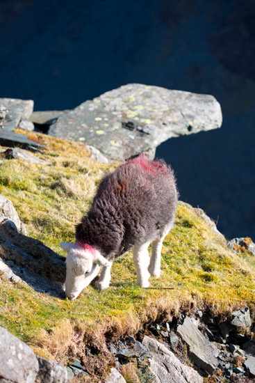 Workington Farm Herdwick Sheep