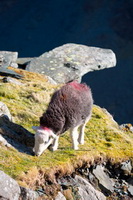 Lakeland Sheep, Herdwick Sheep Prints, Orton, Low Wood, Dean, Herdies, Bowscale, Sail, Blindcrake, Grange Fell, Kirkby Thore, Calf Crag, Mungrisdale Common, Lake District, Askham, Herdwick Sheep Art Studio, Yoke, Lakeland Herdy Artworks, High Street, High Bankhill, Mixed-Media Herdy Art, Herdy Sketches, Herdy Wall Art, Glaramara, Herdwick Sheep Oil Pastels, Ulpha, Herdy Sketch,  Lake District, Cumbria.