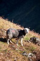 Calf Crag, Herdy Sketch, Whiteless Pike, Herdwick Sheep Oil Pastels, Thursby, Holme, Herdy Wall Art, Mixed-Media Herdy Art, Clappersgate, Great Calva, Swarthmoor, Herdwick Sheep Art, Herdwick Sheep Acrylic Paintings, Bowfell, Herdwick Wall Art, Herdy Sketches, Herdy Art, Calder Bridge, Wansfell, Bridekirk, Hindscarth, Steeple, Uldale, Sallows, Broughton Beck, Gibson Knott, Great Carrs, Middle Dodd,  Lake District, Cumbria.