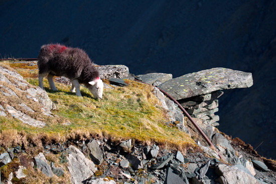 Drybeck Farm Herdwick