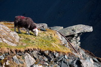 Flookburgh, Herdwick Sheep Prints, Lakeland Sheep, Eagle Crag, Buttermere, Holme St. Cuthbert, Great Borne, Herdwick Sheep Oil Pastels, Longtown, Herdwick Sheep Art Studio, Lake District, Moor Row, Herdy Sketches, Eel Crag (Crag Hill), Mixed-Media Herdy Art, Newton Arlosh, Herdy Art, Herdwick Artwork, Grasmere, Herdwick Sheep, Herdwick Sheep Oil Painting, Armboth Fell, Black Fell, Dow Crag, Tirril, Herdwick Sheep Sketch, Harter Fell, Eskdale, Lakeland, Saint Sunday Crag, Whinlatter, Bassenthwaite, Hale,  Lake District, Cumbria.