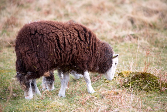 Cleator Herdwick